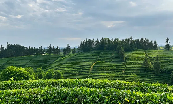 Chinese Green tea,Chinese Black tea,Oriental Beauty Tea