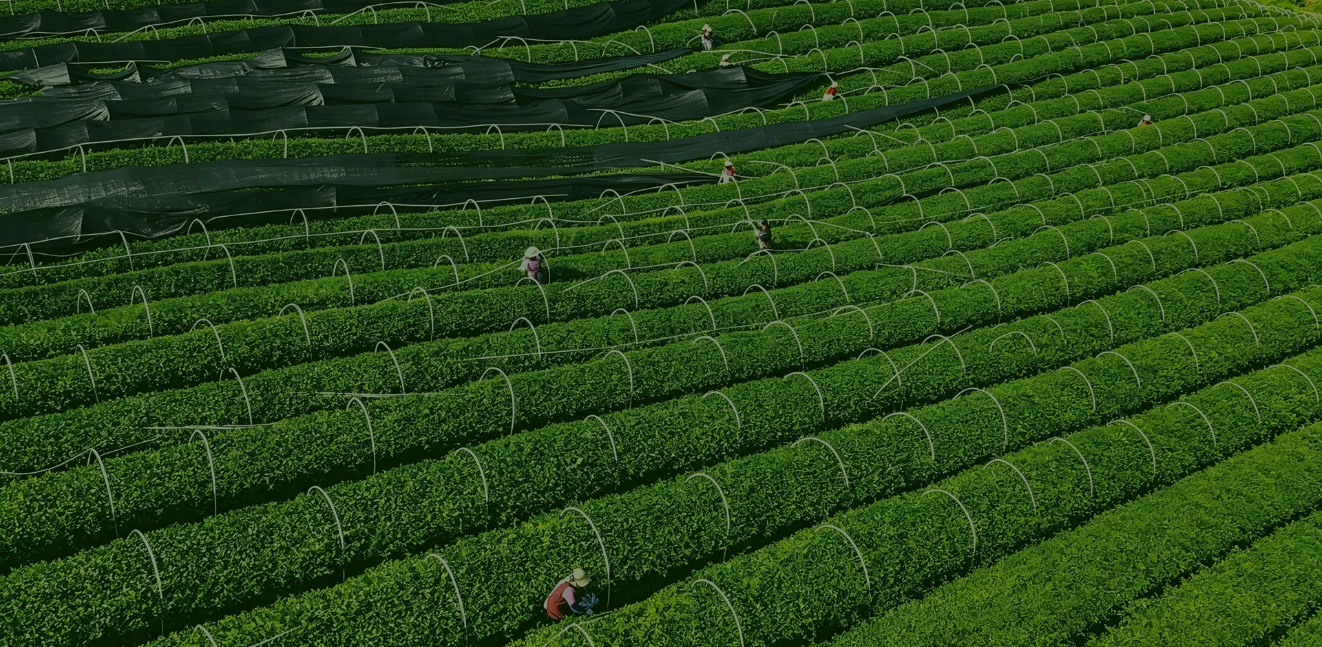 Osmanthus Oolong Tea,Chinese Wite tea,Organic Shimen Silver Tip tea