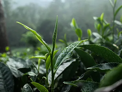 Dong Ding Oolong,Strong Fragrance Tie Guan Yin Oolong Tea,Rose Black Tea